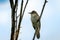 Singing bird - a large warbler sits on a thin branch of reed. Cute little brown loud secretive songbird.