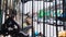 Singing bird pycnonotus jocosus in cage in Thailand