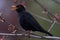 Singing blackbird Turdus merula