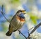 Singing Bluethroat on the bird cherry tree