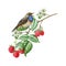 Singing bluethroat bird on a raspberry branch decoration. Watercolor illustration. Garden and forest natural wildlife