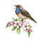Singing bluethroat bird with spring tender flowers decoration. Watercolor illustration. Hand painted singing bird
