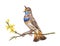 Singing bluethroat on forsythia, watercolor illustration