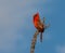 Singing Cardinal on Top of the World