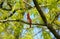 Singing Cardinal In An Upland Forest