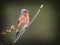 singing Chaffinch perched on a branch