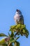 Singing Chipping Sparrow