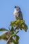 Singing Chipping Sparrow