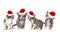 Singing Christmas Kittens Wearing Red Hat