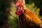 Singing colorful rooster close up shot isolated with shallow depth of field screaming open beak