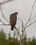 A singing Common Black Hawk on a branch