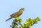 Singing Common Grasshopper warbler bird Locustella naevia in search for a mate during spring season