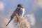 Singing common reed bunting, Emberiza schoeniclus, bird in the reeds on a windy day