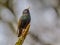 Singing Common Starling