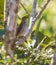 A singing Cuban Solitaire