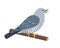 Singing Cuckoo bird sitting on brunch isolated