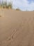 Singing dunes. Bird trace