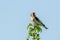 Singing European Goldfinch (Carduelis carduelis) perched at the top of a bush