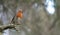 Singing European robin redbreast standing on a branch in the woods with blurred background