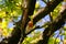 Singing European Robin in a tree surrounded by forest with unsharp green leaves in background