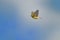Singing European Serin Serinus serinus flying against the blue sky