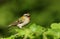 A singing Firecrest, Regulus ignicapillus, perching on a branch of a tree.