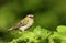 A singing Firecrest, Regulus ignicapillus, perching on a branch of a tree.