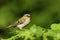 A singing Firecrest, Regulus ignicapillus, perching on a branch of a tree.