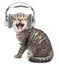 Singing funny cat or kitten in headphones