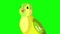 Singing Green canary close-up chroma key 4K