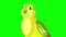 Singing Green canary close-up chroma key HD