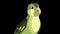 Singing Green forest bird close-up alpha matte 4K