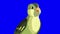 Singing Green forest bird close-up chroma key 4K