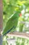 Singing green parrot on branch in the zoo