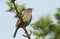 A singing Hedge Sparrow or Dunnock Prunella modularis perched in a tree.