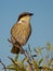 A Singing Honeyeater