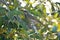 Singing Honeyeater Bird on a Gum Tree