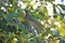Singing Honeyeater Bird on a Gum Tree