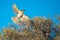 Singing Honeyeater Flying in South Australia