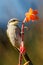 Singing Honeyeater in Western Australia