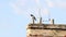 A singing magpie sits on a chimney on the roof