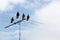 Singing Magpies on TV Antenna