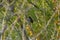 A singing male Blackcap, Sylvia atricapilla perched in a tree