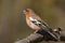 Singing male chaffinch