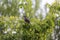 Singing male Gray Catbird songbird
