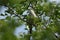 A singing male Whitethroat, Sylvia communis, perched in a Hawthorn Tree in bud in spring.