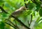 Singing Marsh warbler on the west coast,Sweden