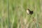 Singing marsh wren perched on reed