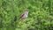 Singing nightingale bird.The common nightingale or simply nightingale Luscinia megarhynchos, also known as rufous nightingale, i