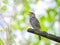 Singing nightingale on a tree branch